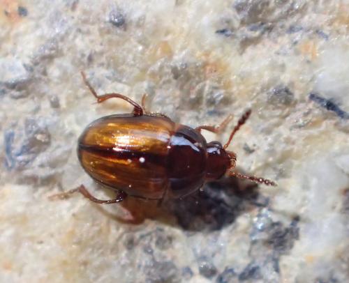 Réf. 270 834 : Leiodes sp.